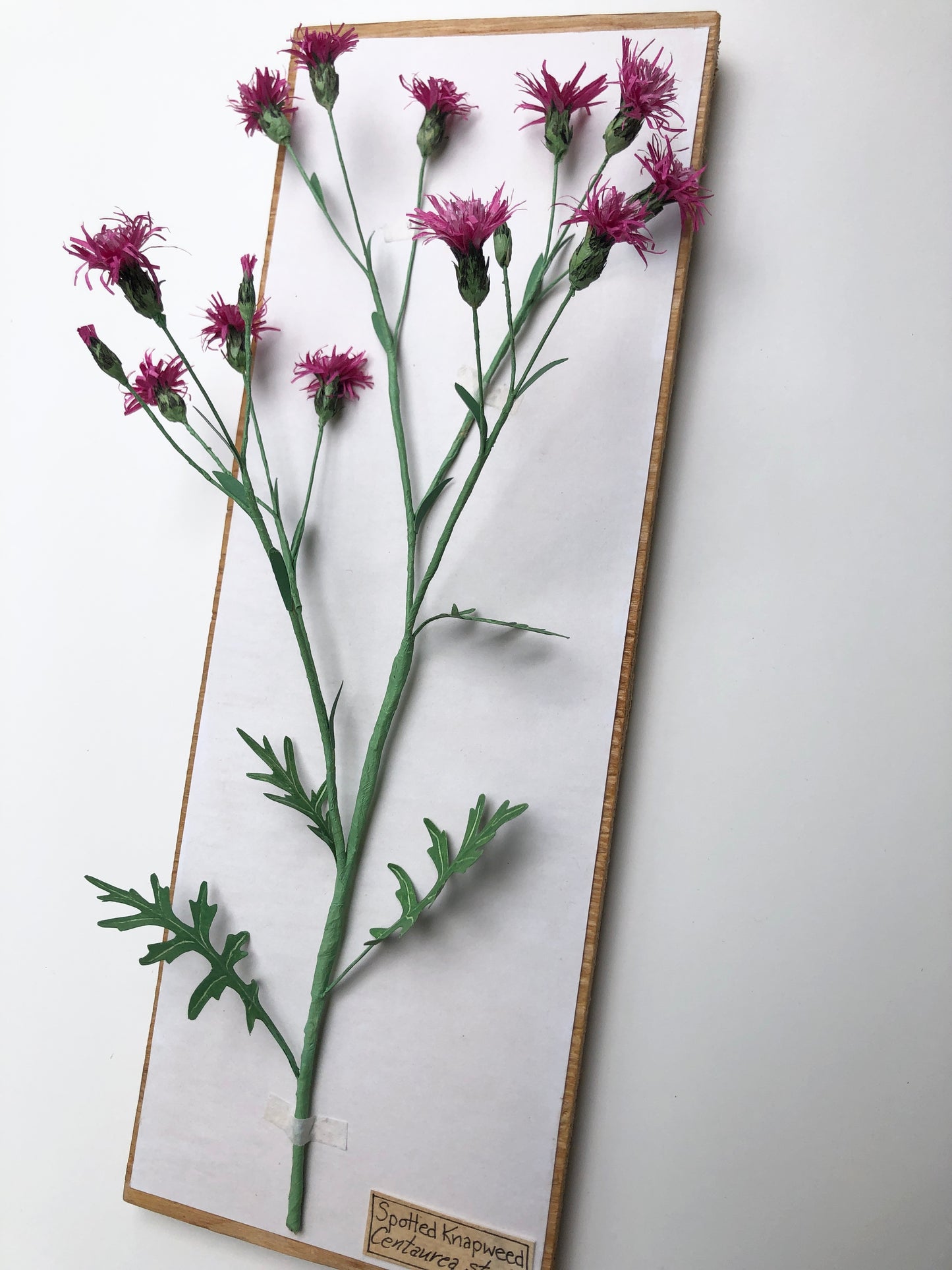 Spotted Knapweed