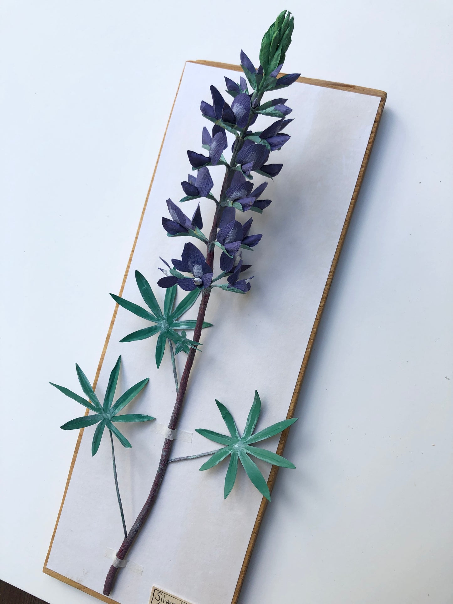 Silvery Lupin