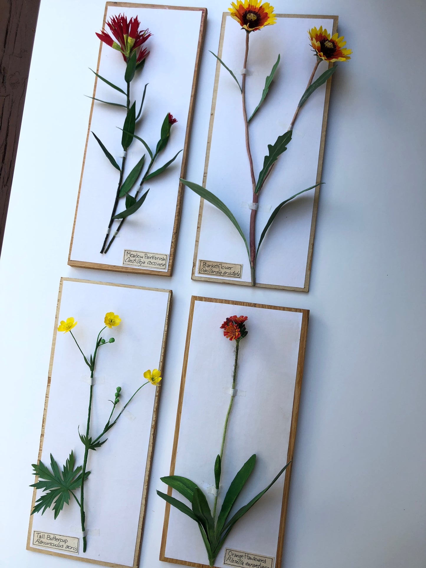 Blanketflower