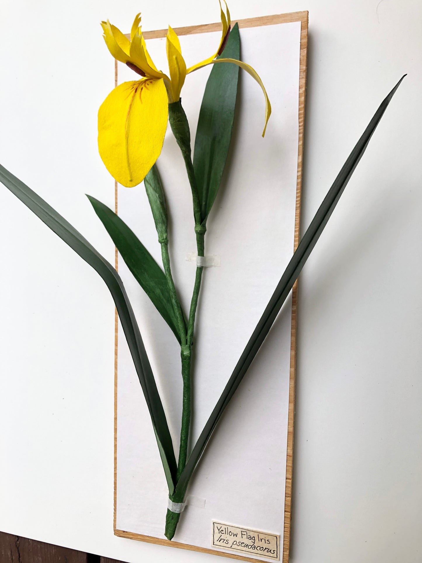 Yellow Flag Iris
