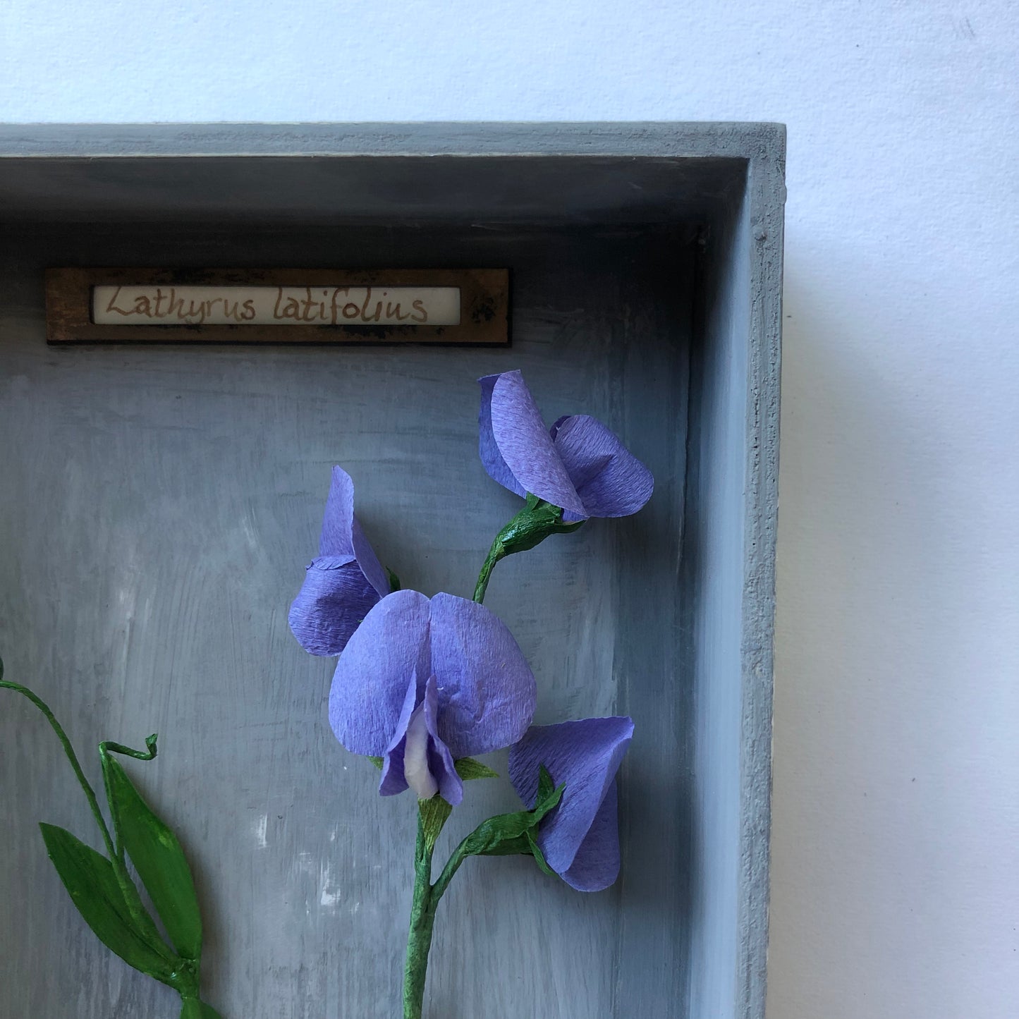 Sweet Pea III