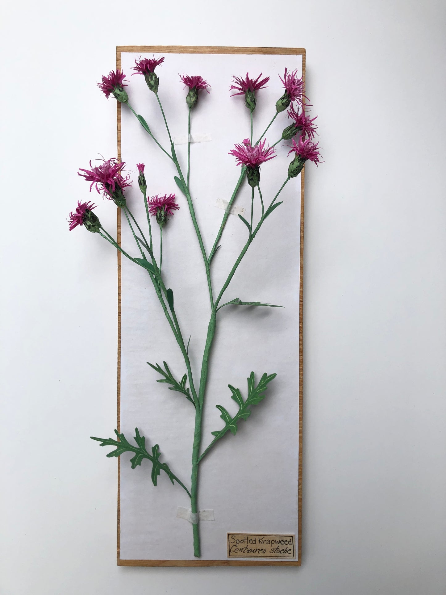 Spotted Knapweed