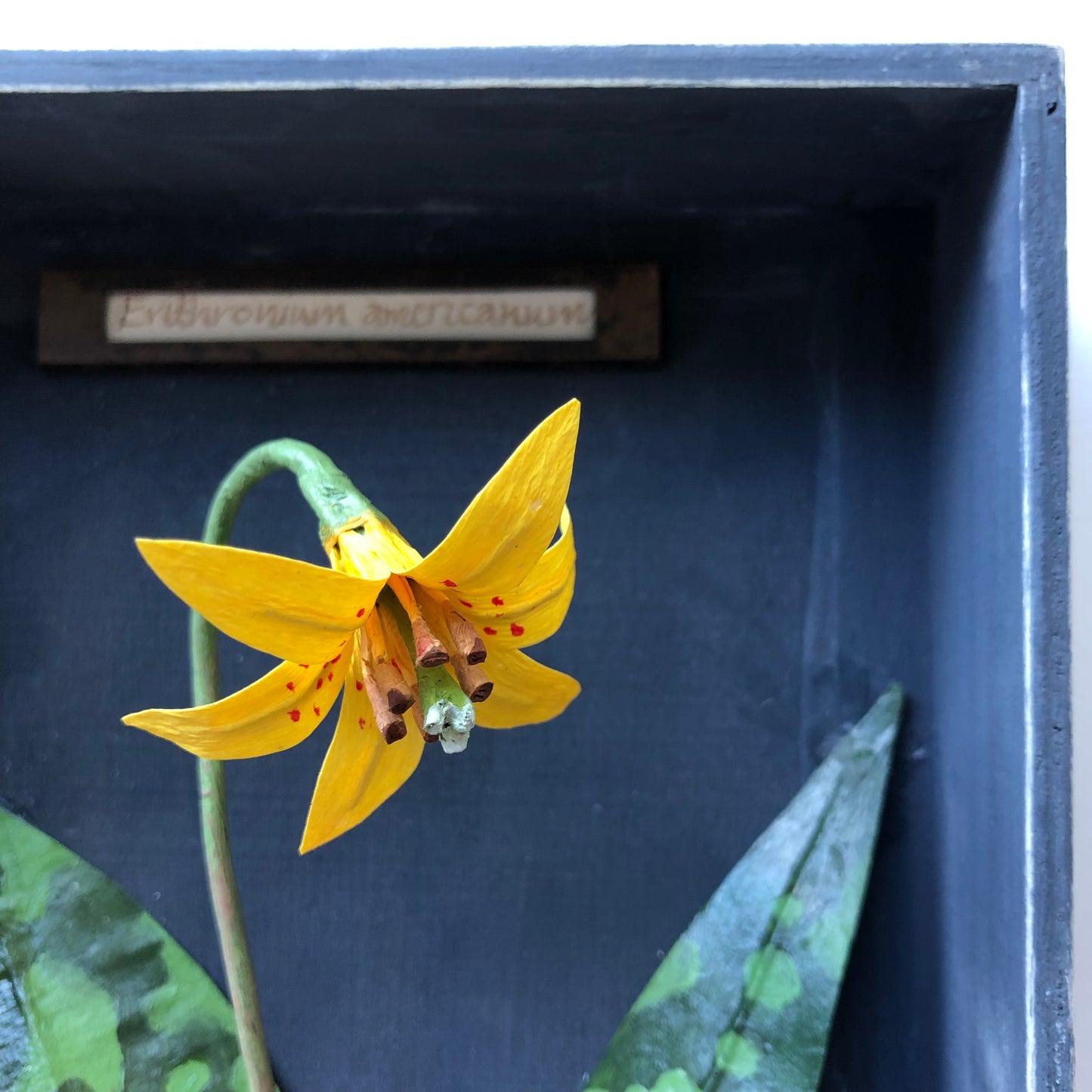 Trout lily