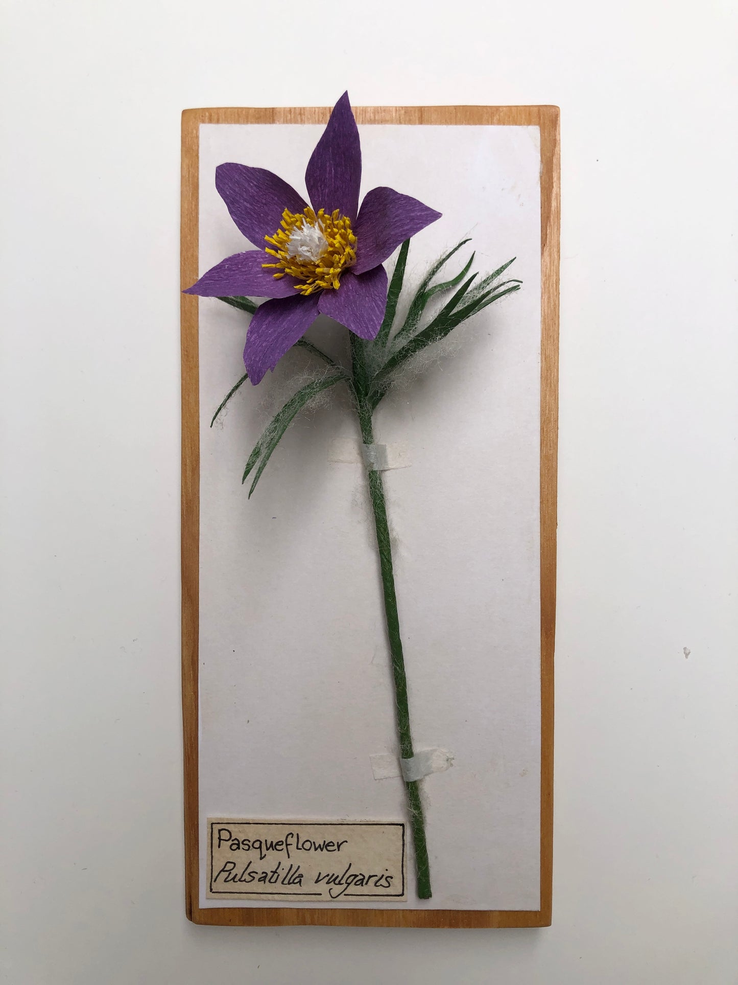 Pasqueflower