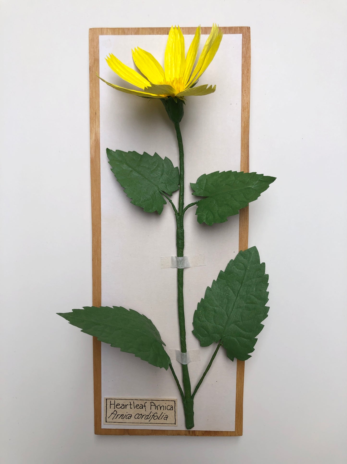 Heartleaf Arnica