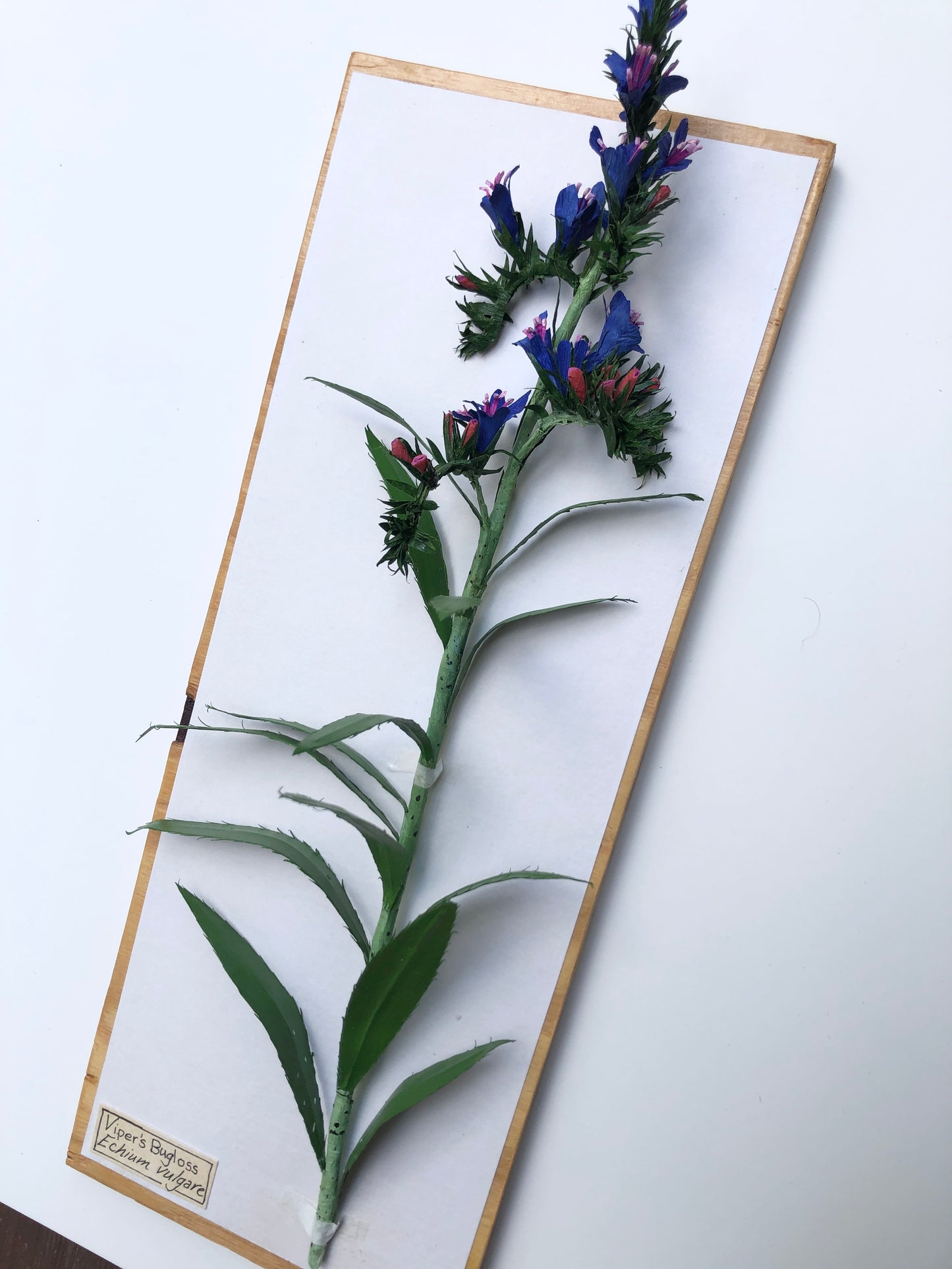 Viper's Bugloss