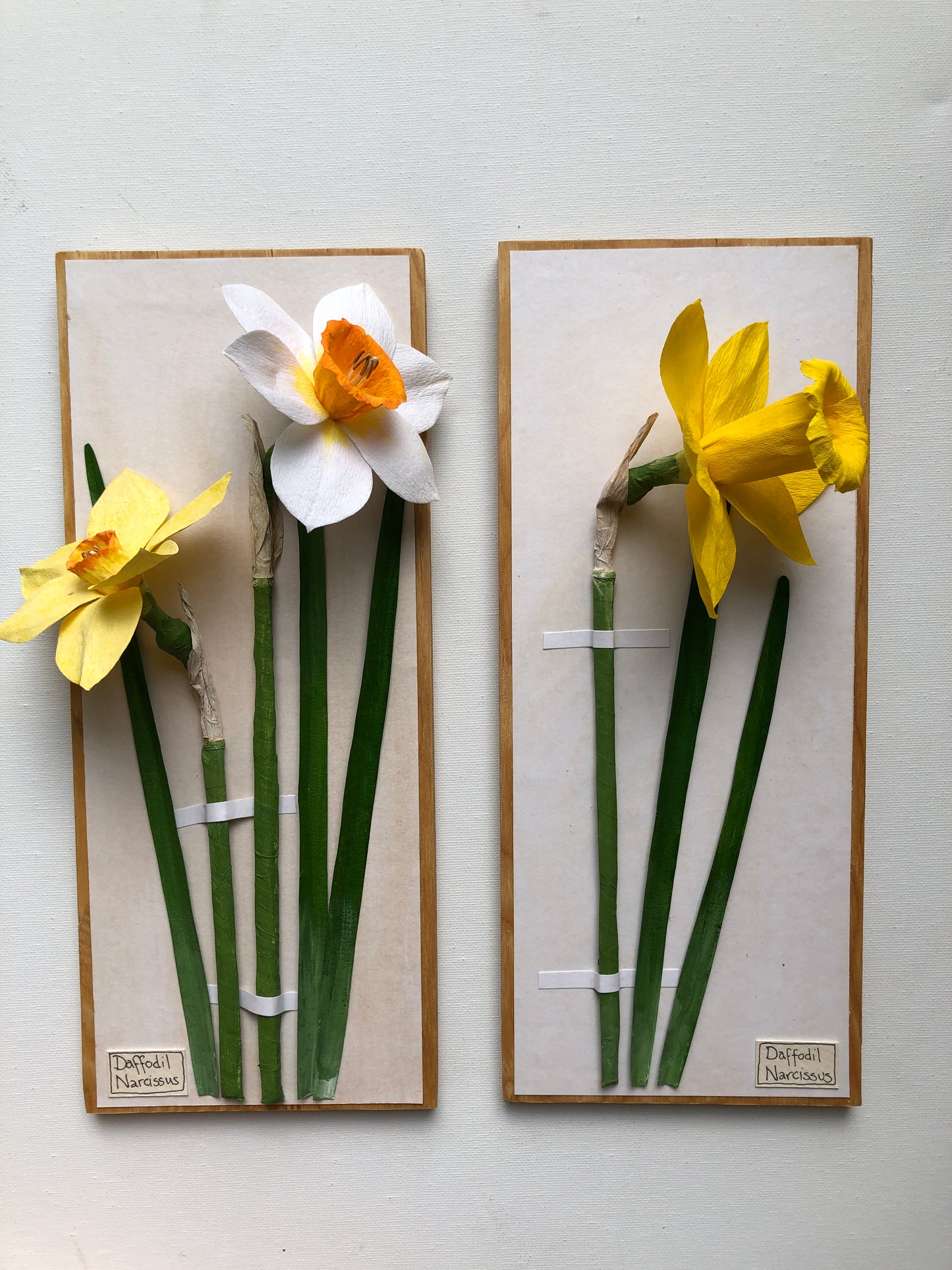Daffodil/Narcissus II