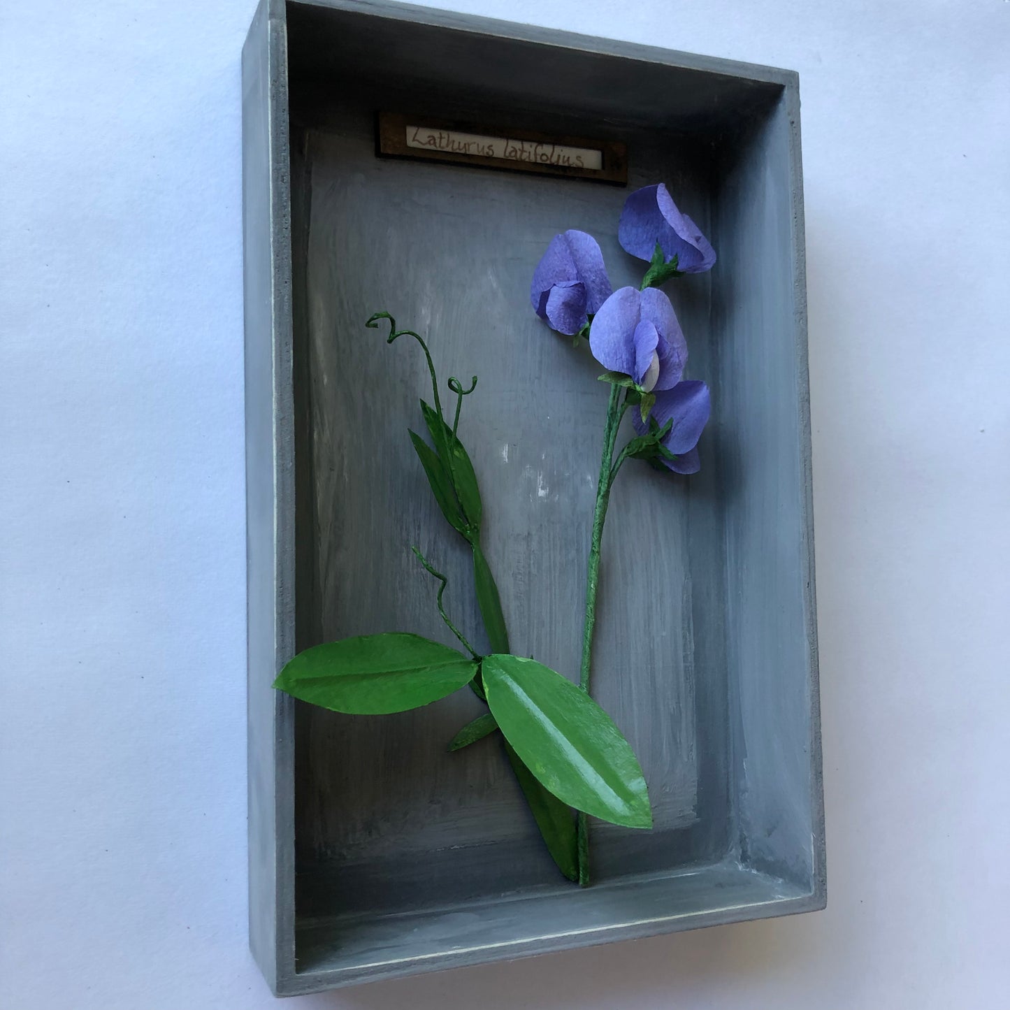 Sweet Pea III