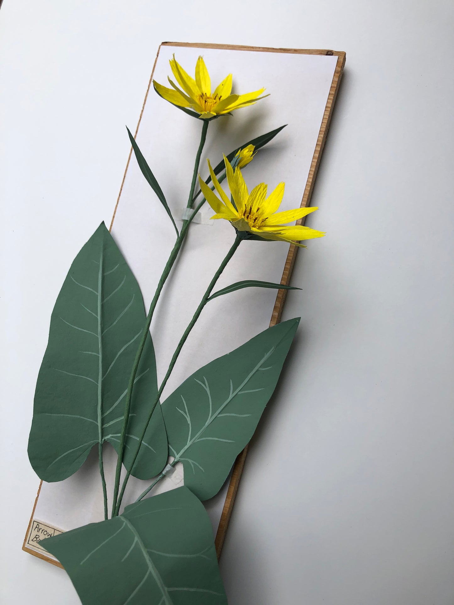 Arrowleaf Balsamroot