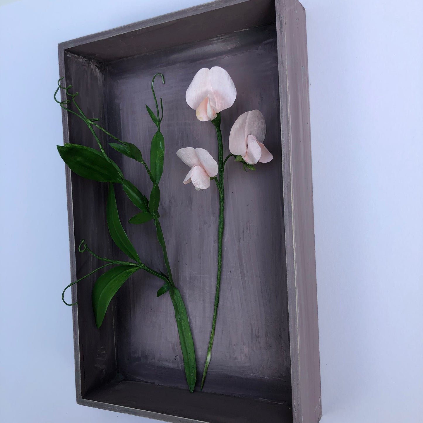 Sweet Pea II
