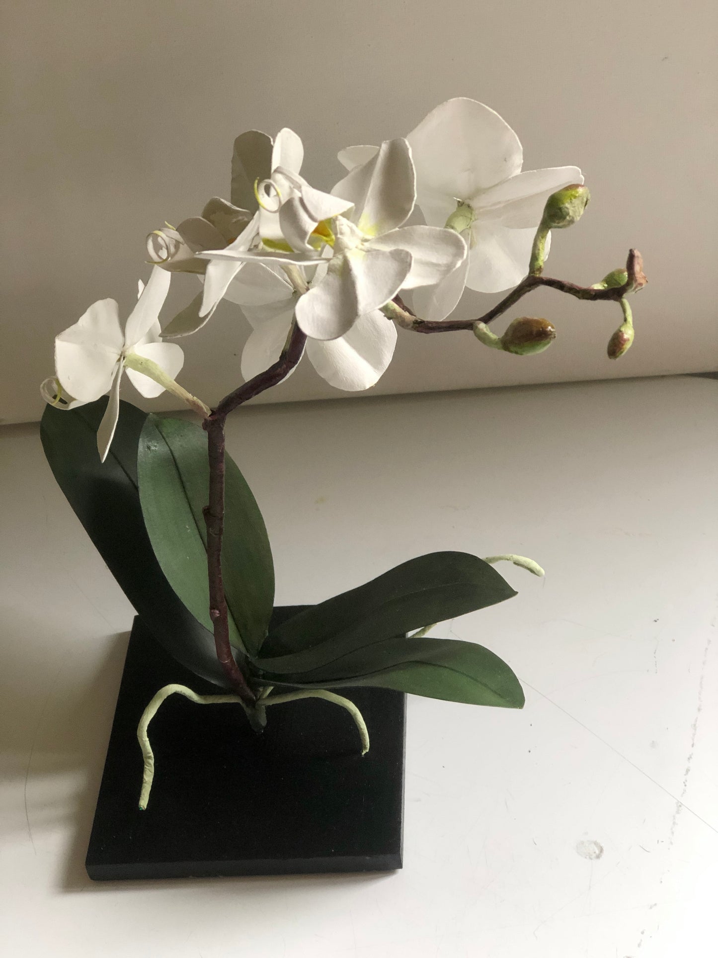 Orchid