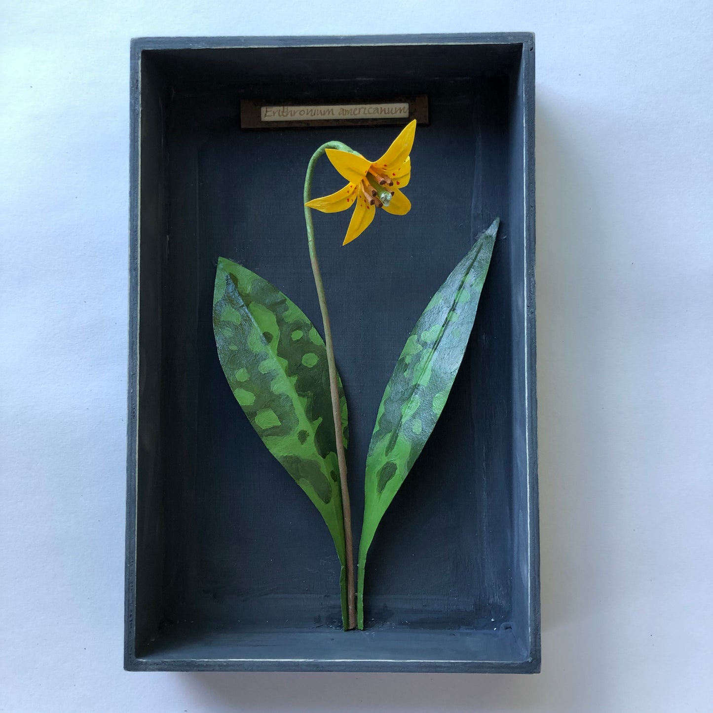 Trout lily