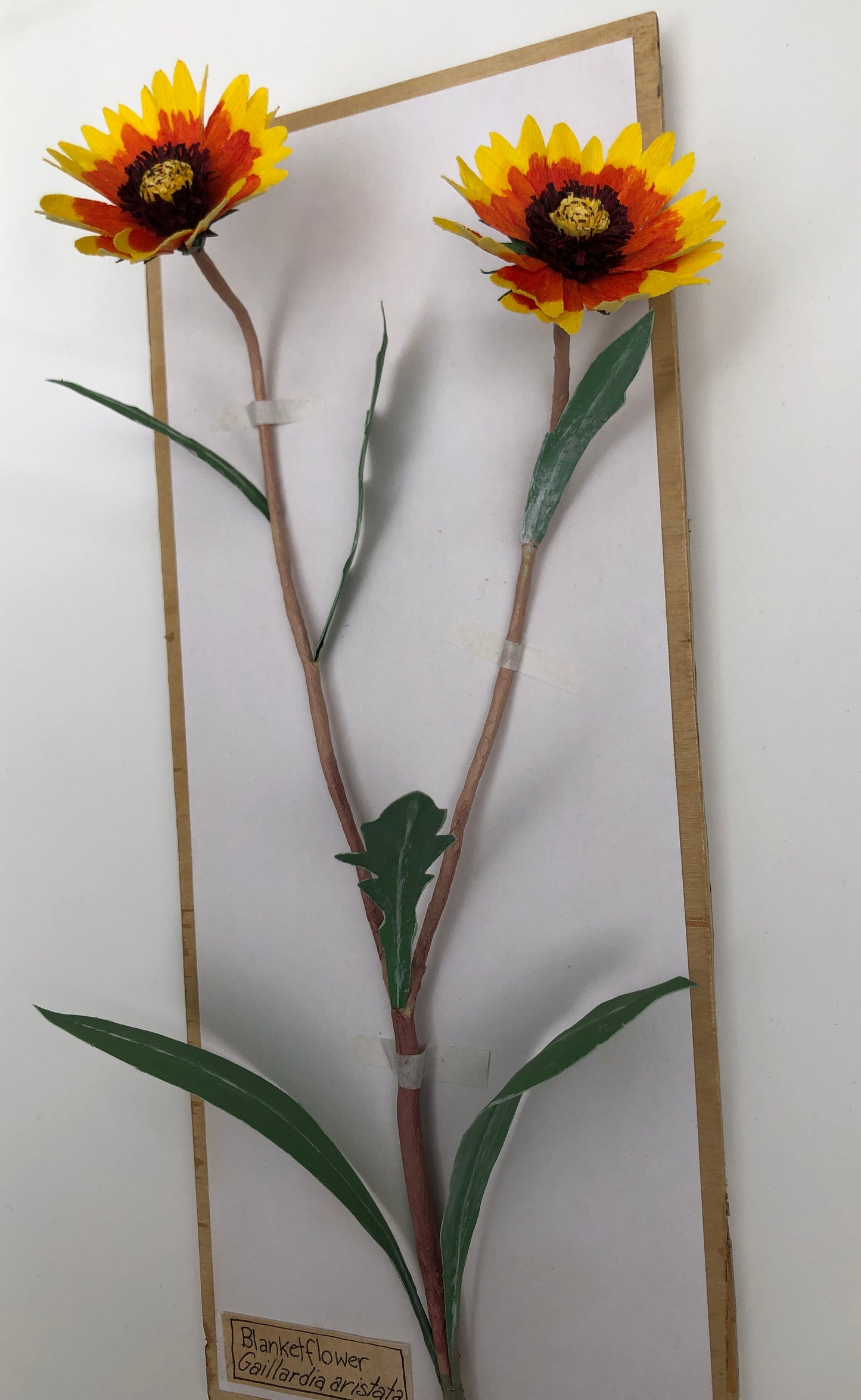 Blanketflower