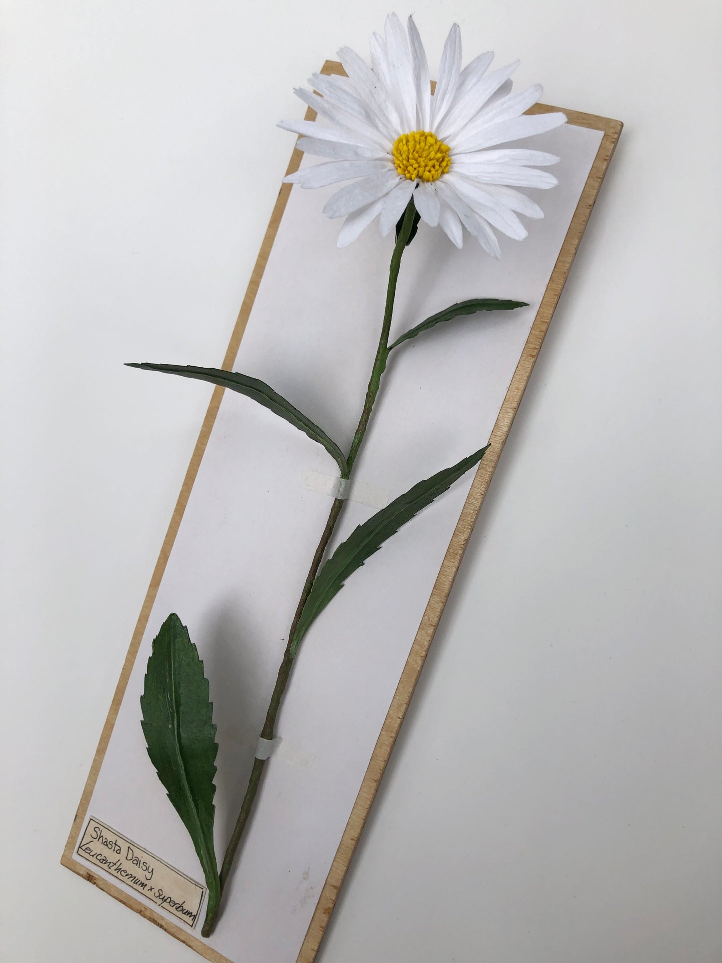 Shasta Daisy