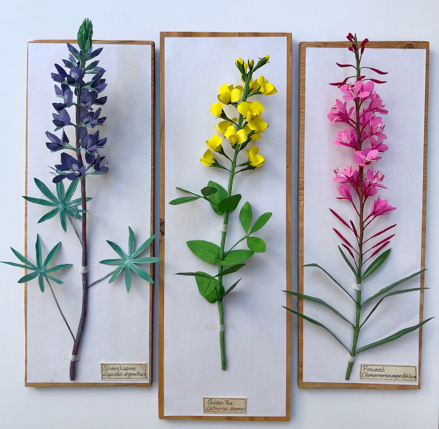 Silvery Lupin
