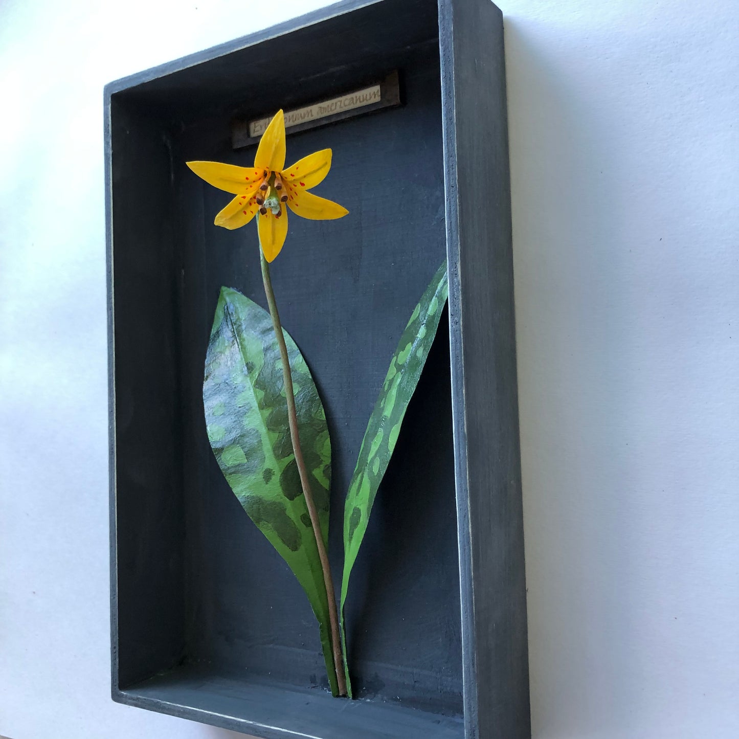 Trout lily