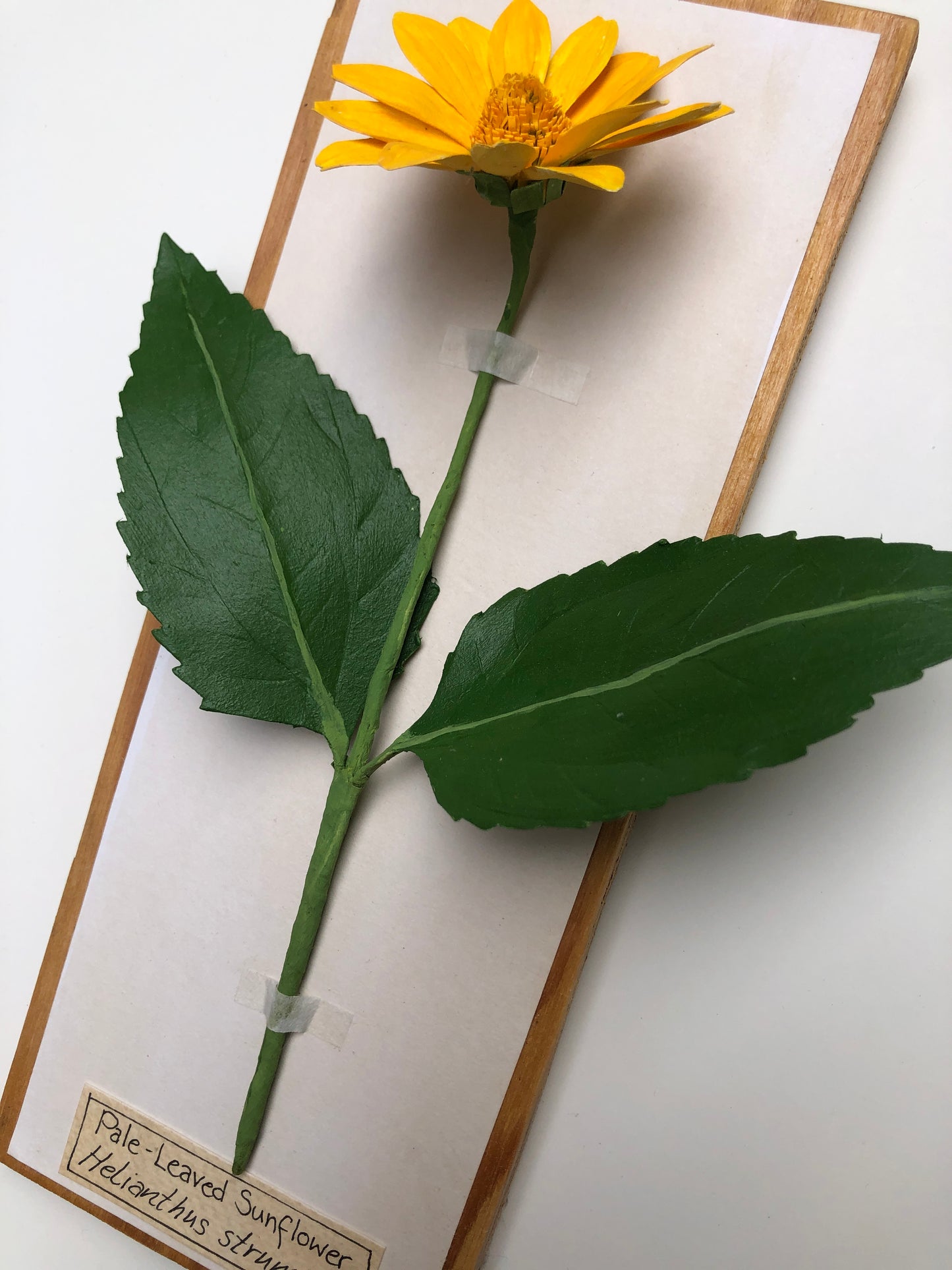 Pale-leaved Sunflower