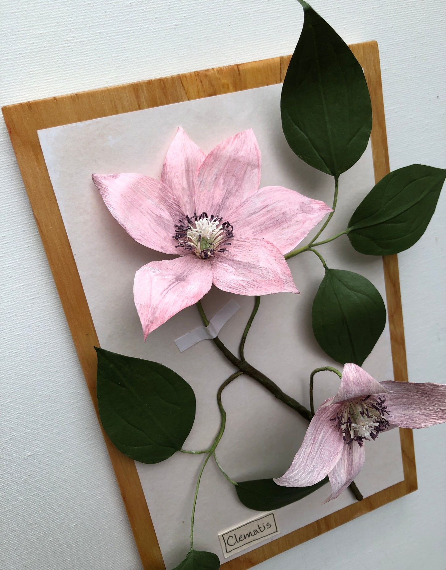 Clematis