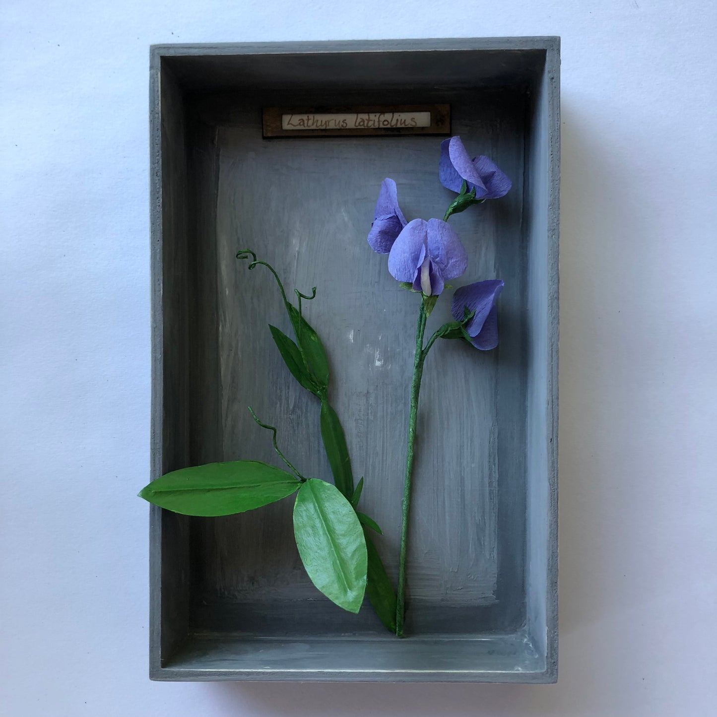 Sweet Pea III