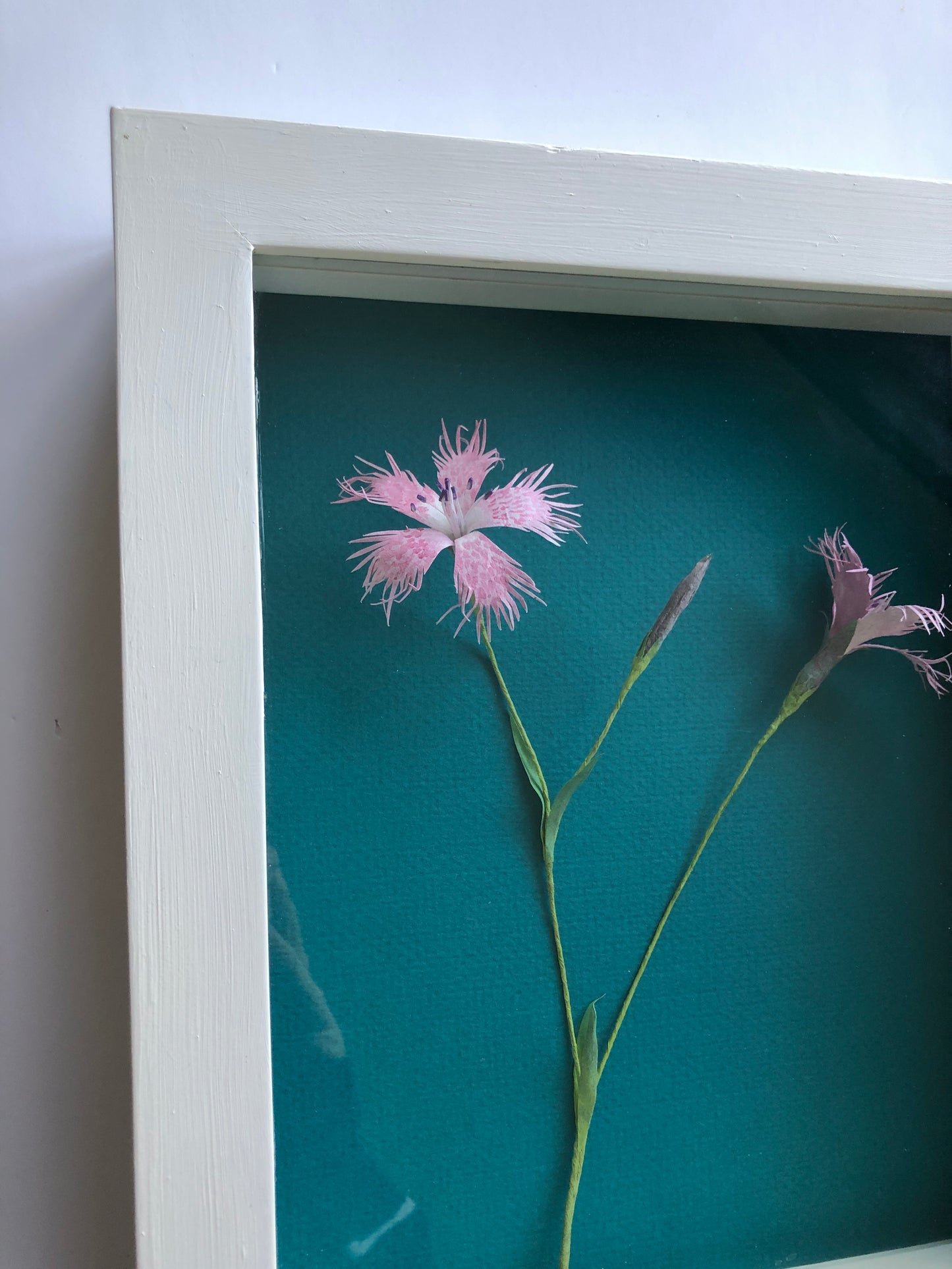 Fringed Pink