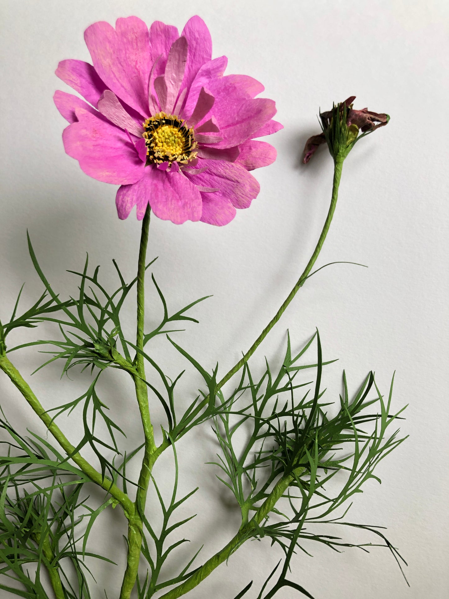 Garden Cosmos