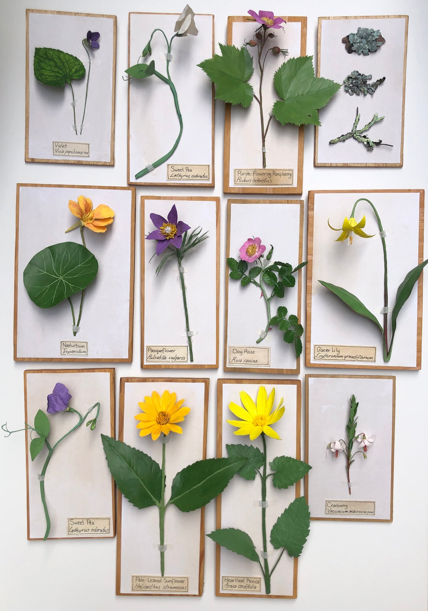Heartleaf Arnica