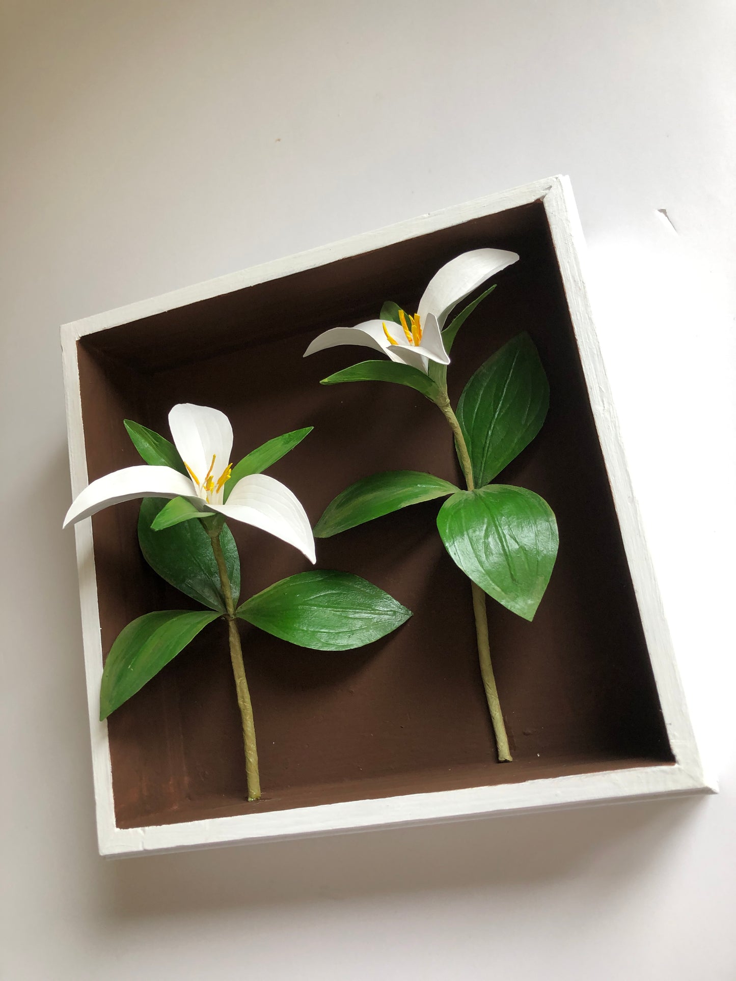 Trilliums