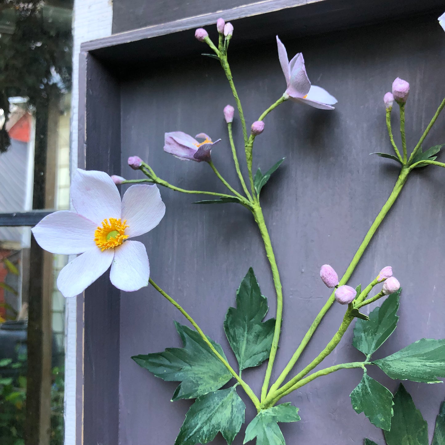 Japanese Anemone