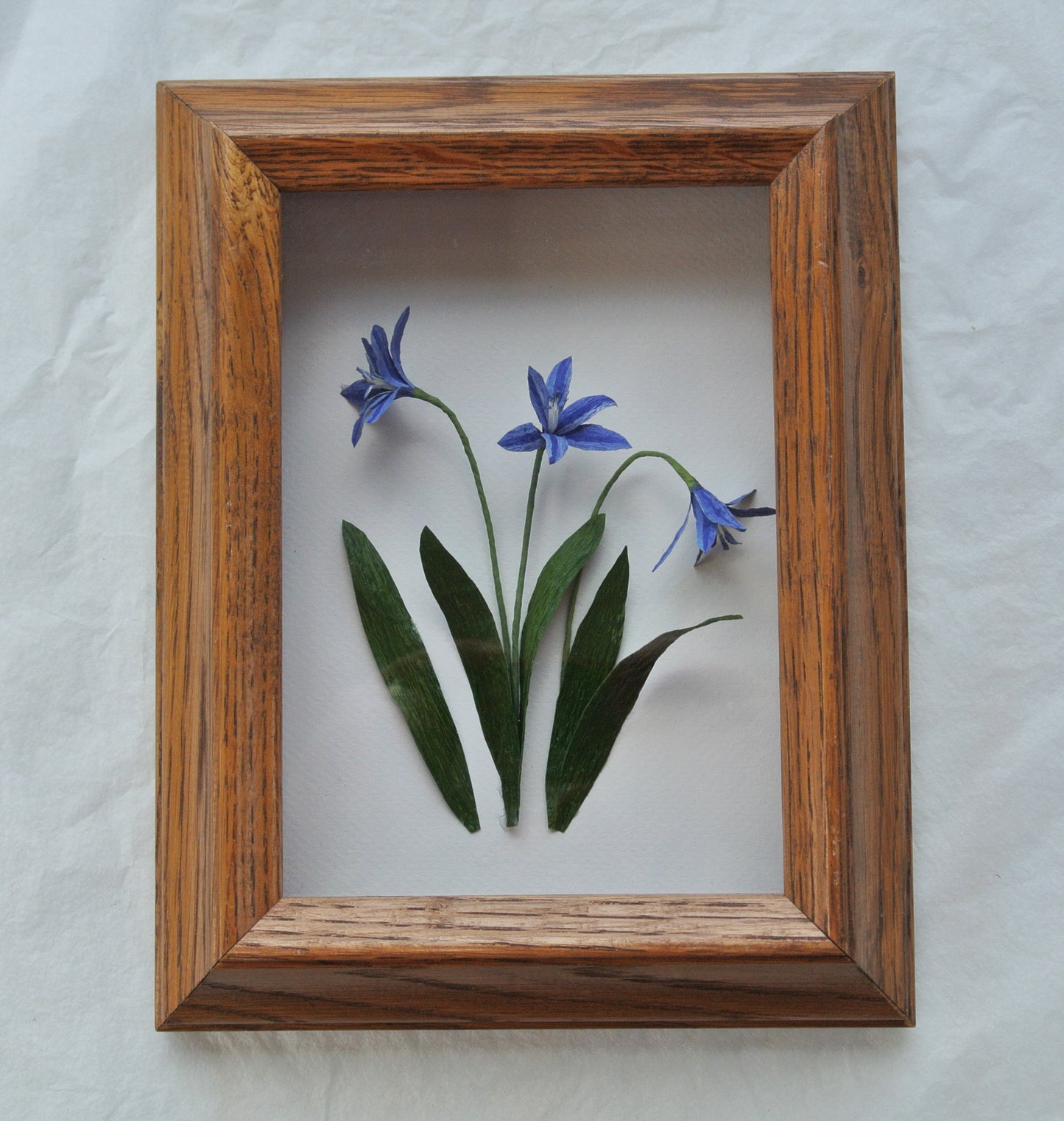 Scilla