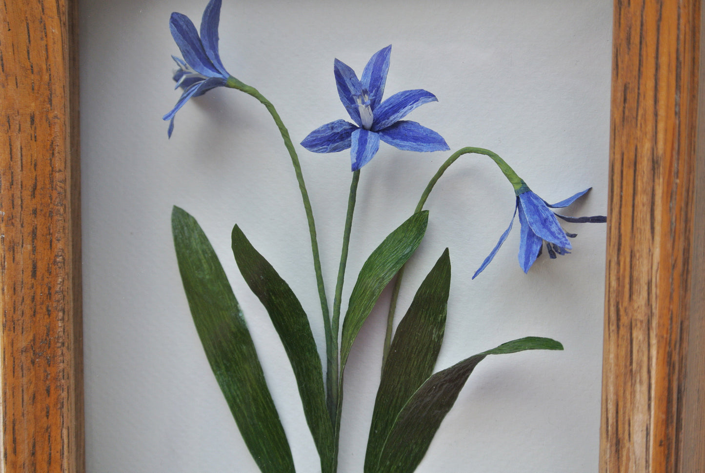 Scilla