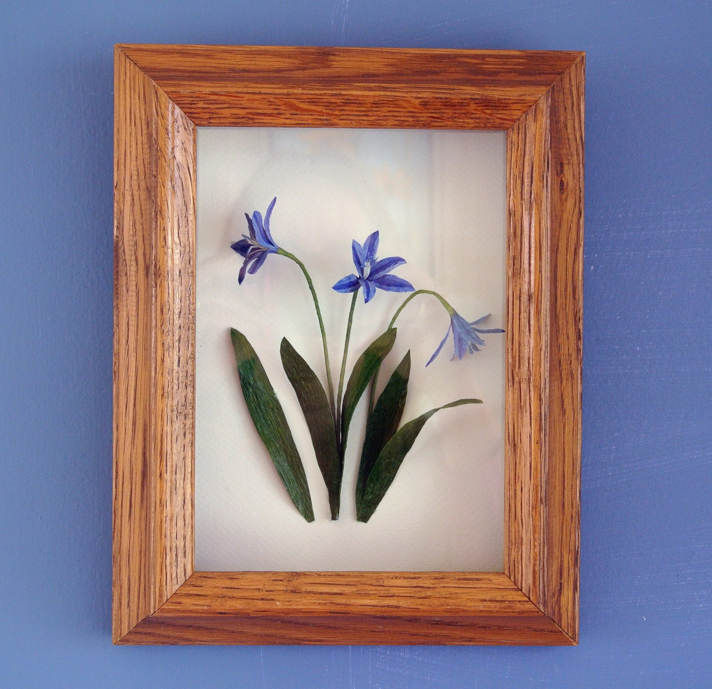 Scilla