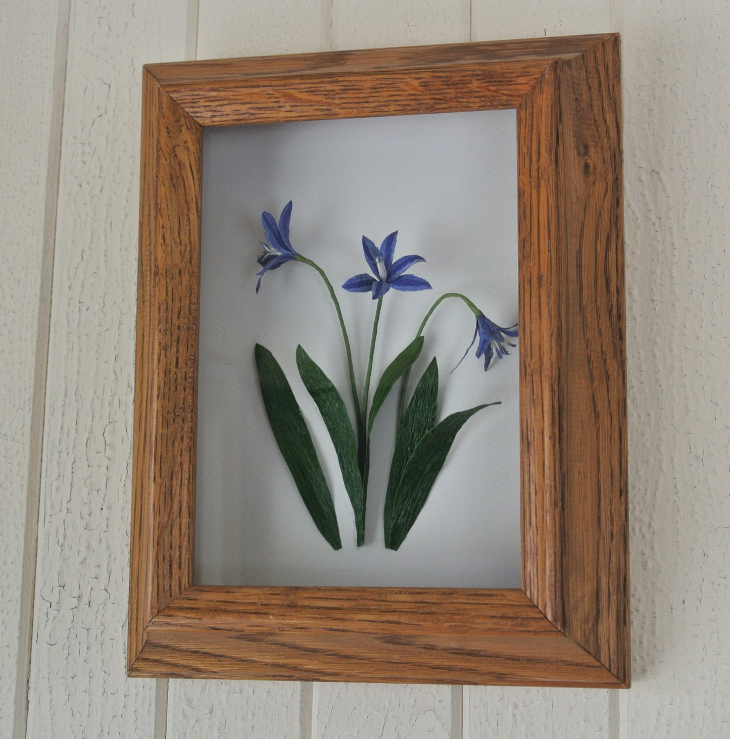 Scilla