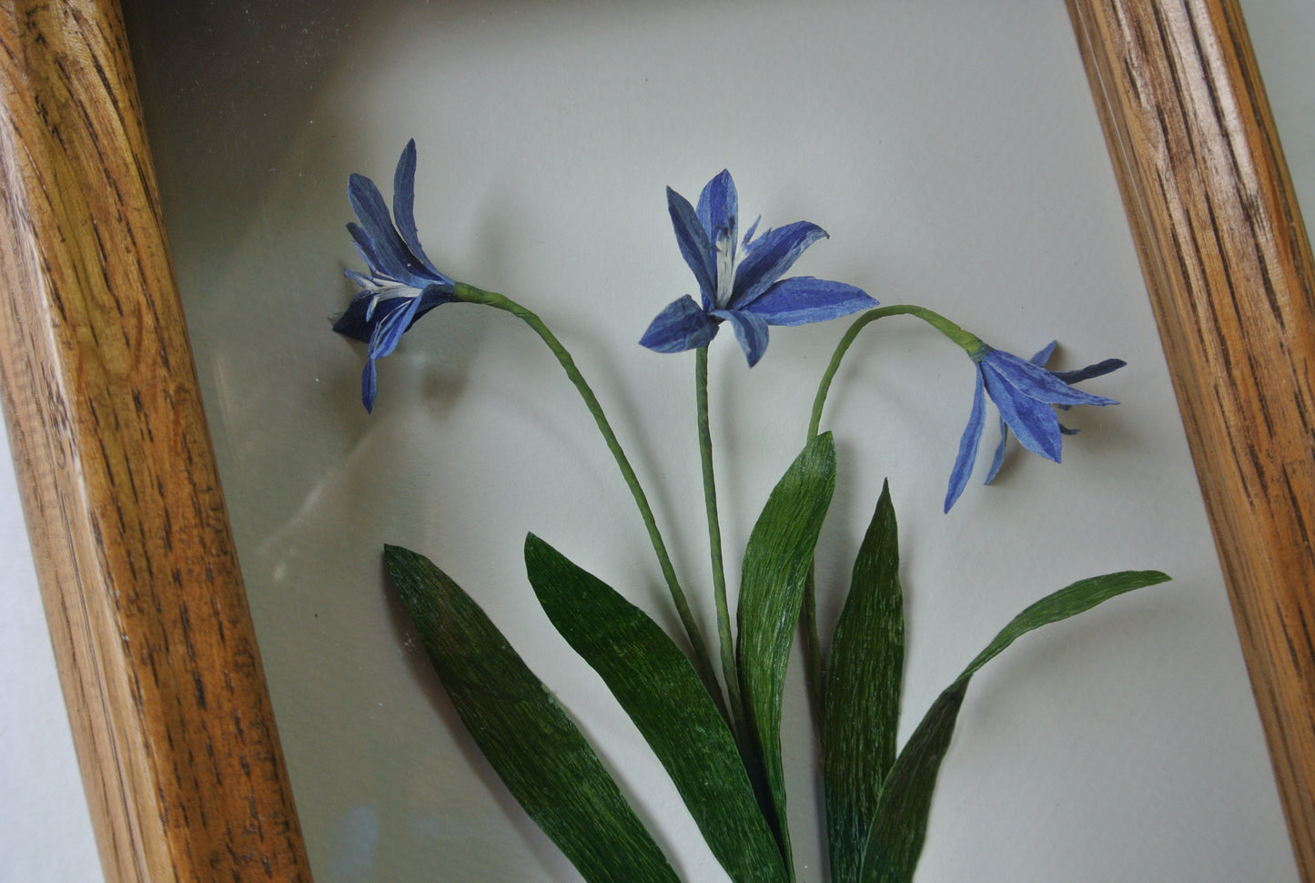 Scilla