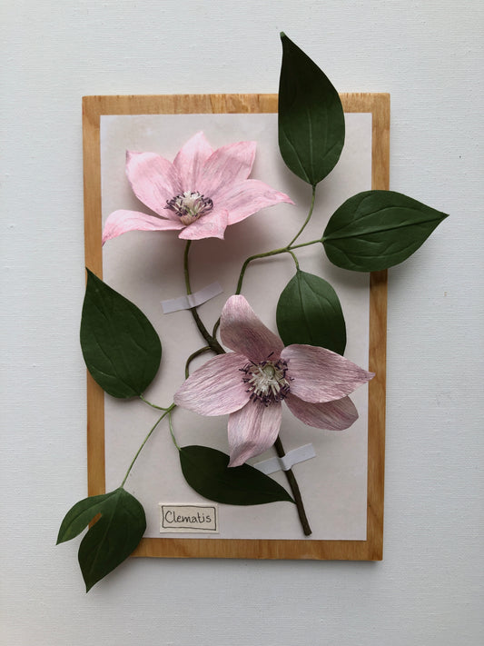 Clematis