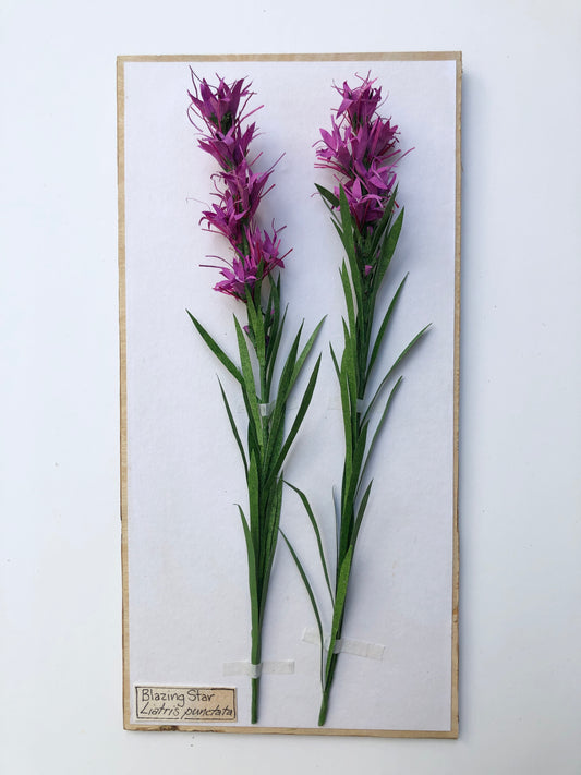 Blazing Star/Liatris