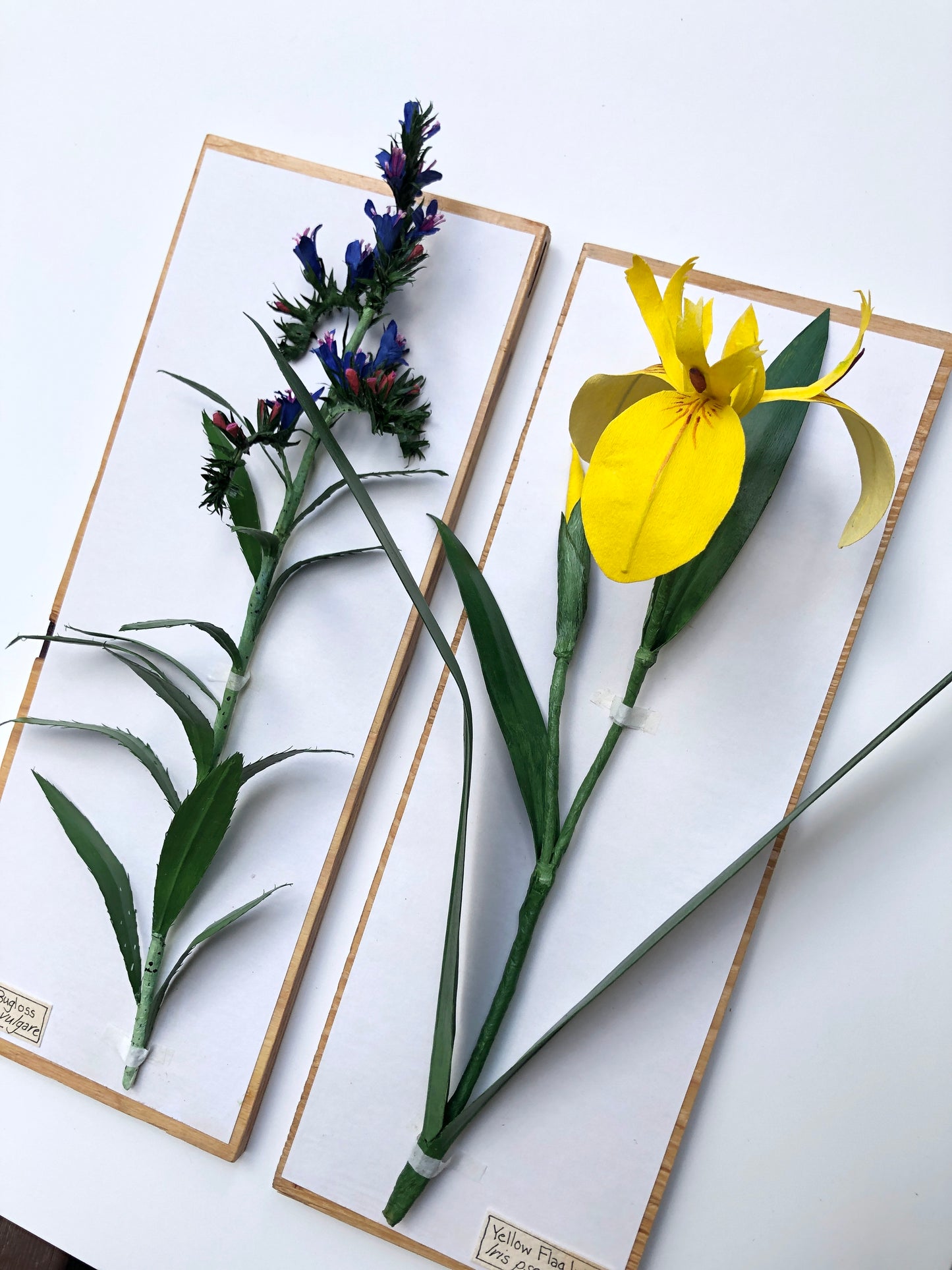 Yellow Flag Iris