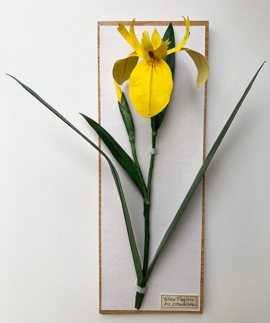 Yellow Flag Iris