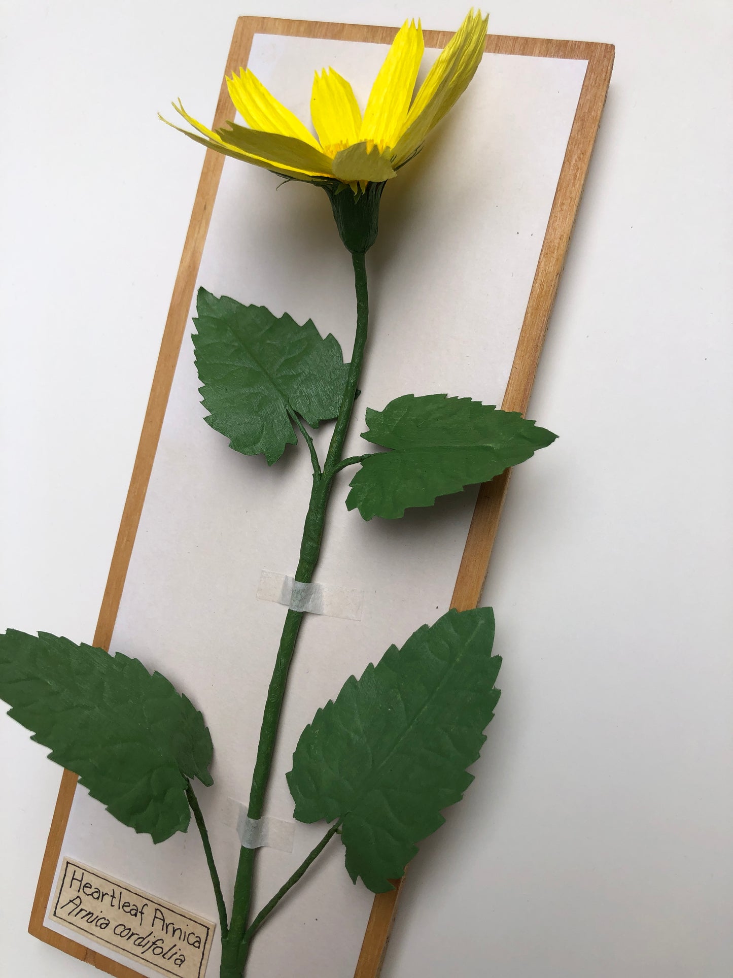 Heartleaf Arnica
