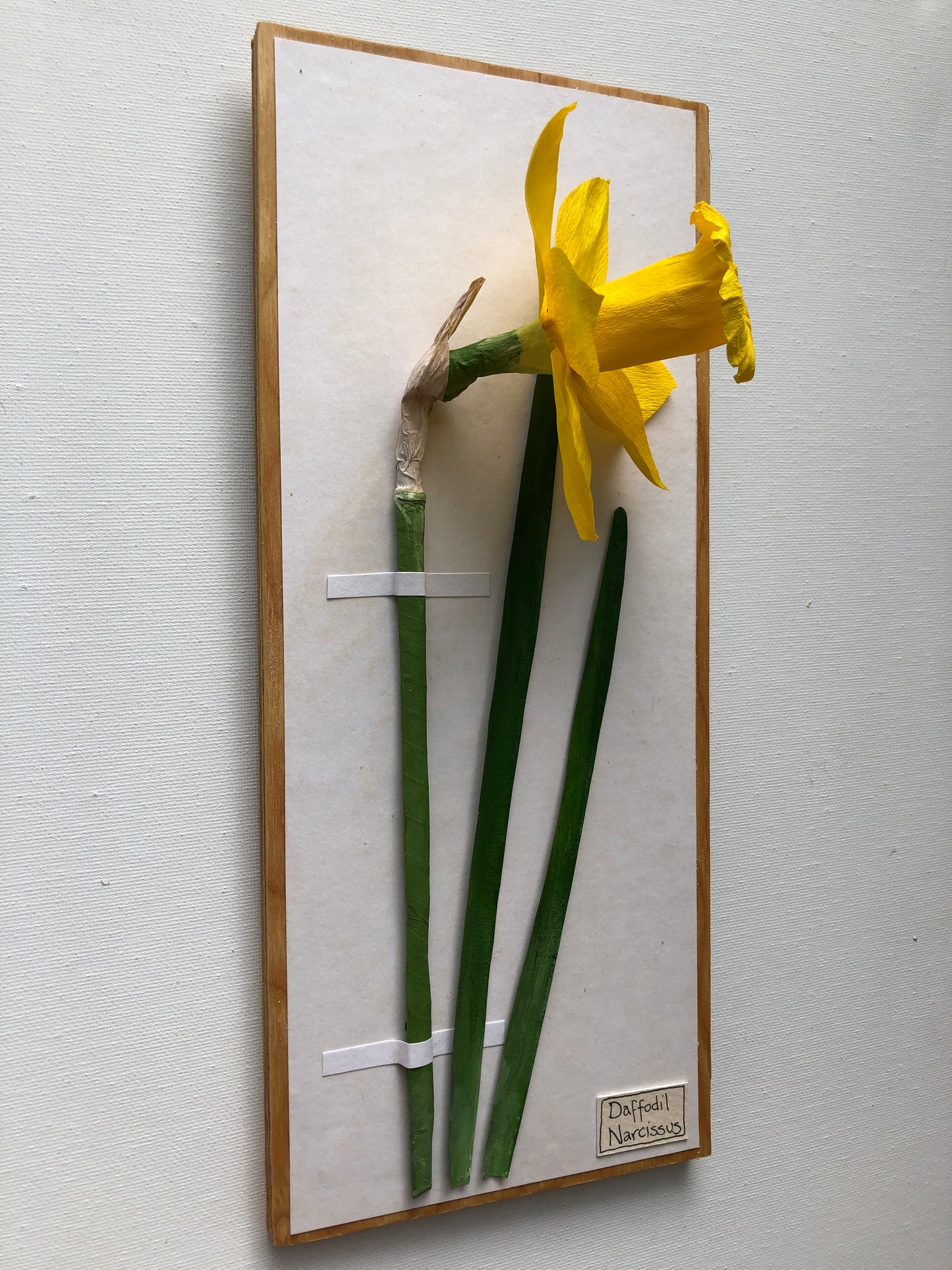 Daffodil/Narcissus I
