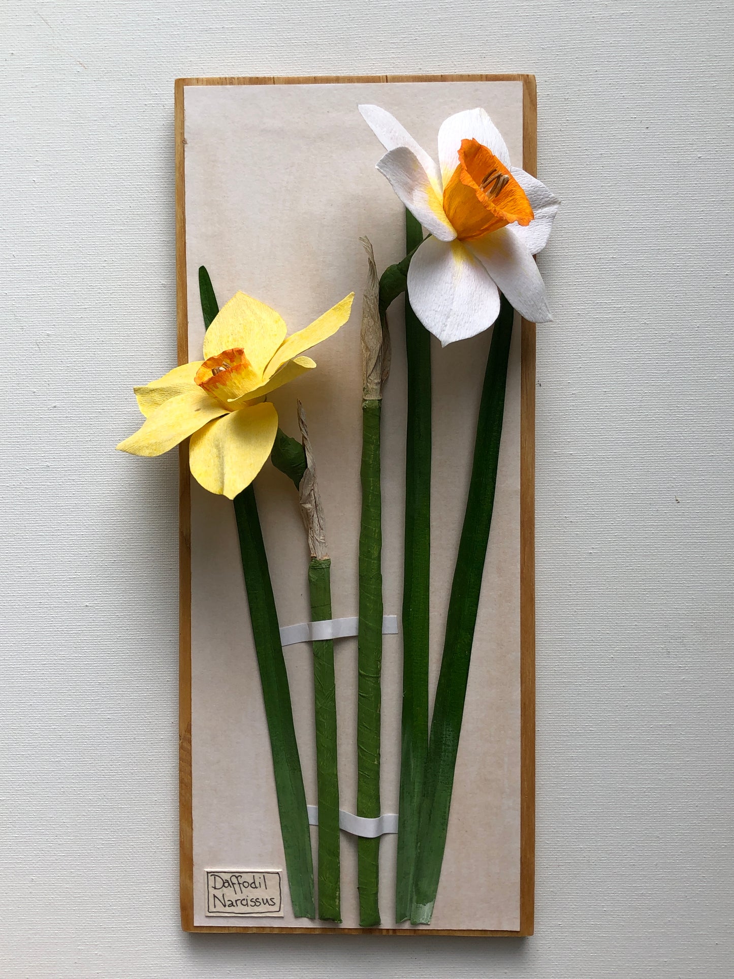 Daffodil/Narcissus II