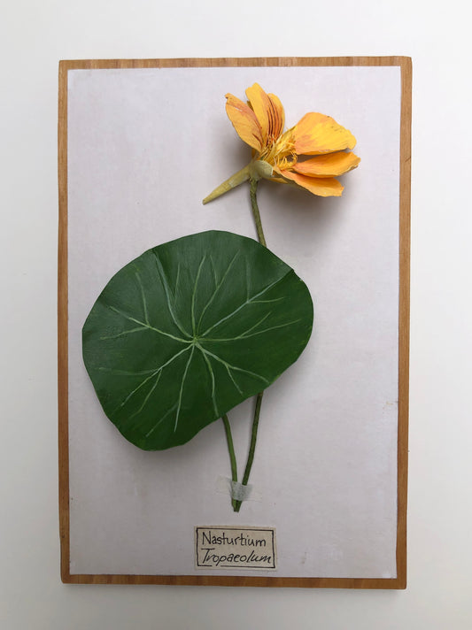 Nasturtium