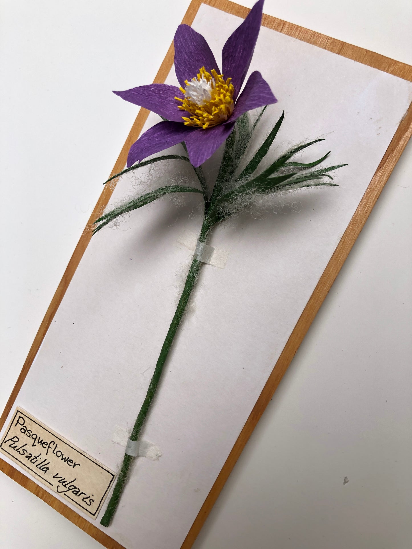Pasqueflower