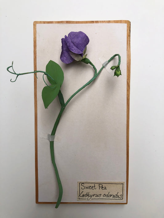 Sweet Pea (purple)