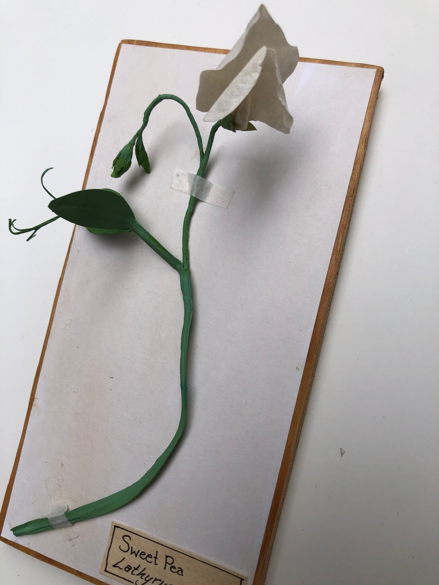 Sweet Pea (white)