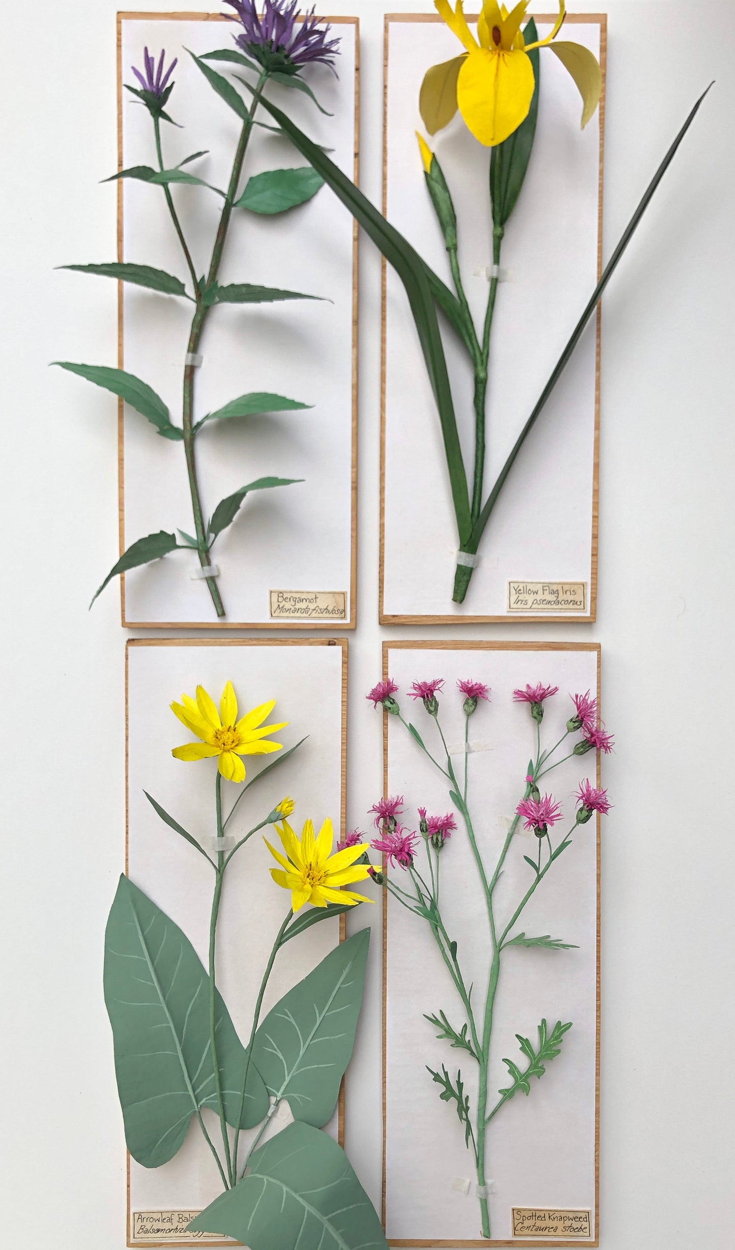 Arrowleaf Balsamroot