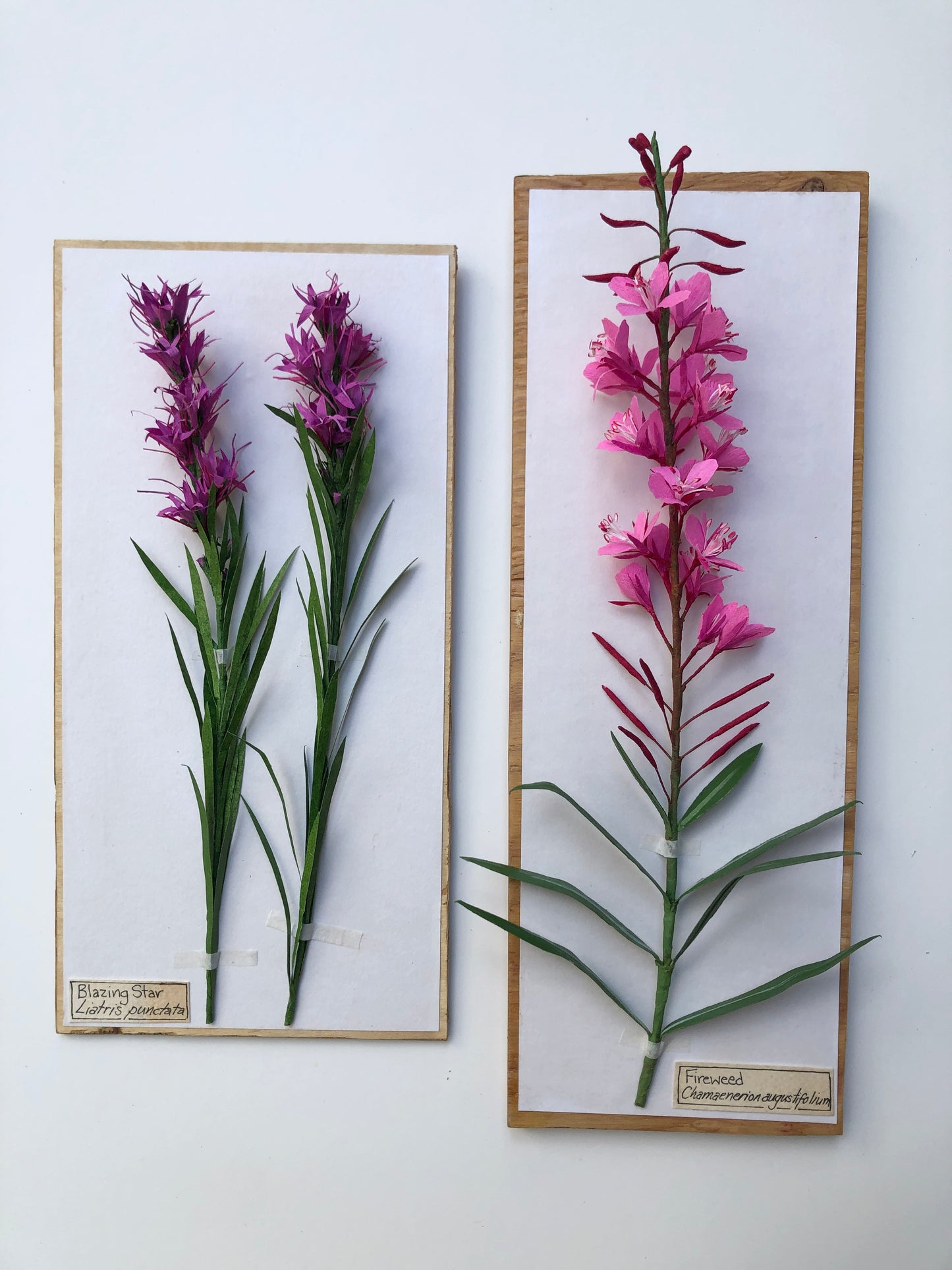 Blazing Star/Liatris