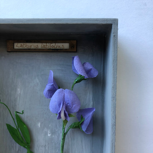 Sweet Pea III