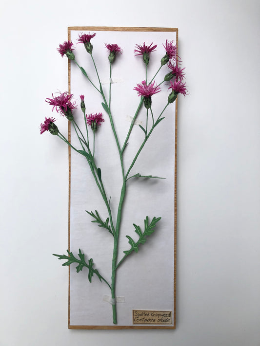 Spotted Knapweed