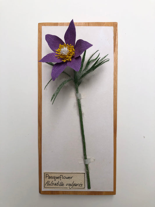 Pasqueflower
