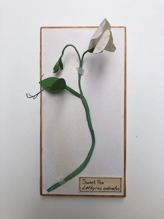 Sweet Pea (white)